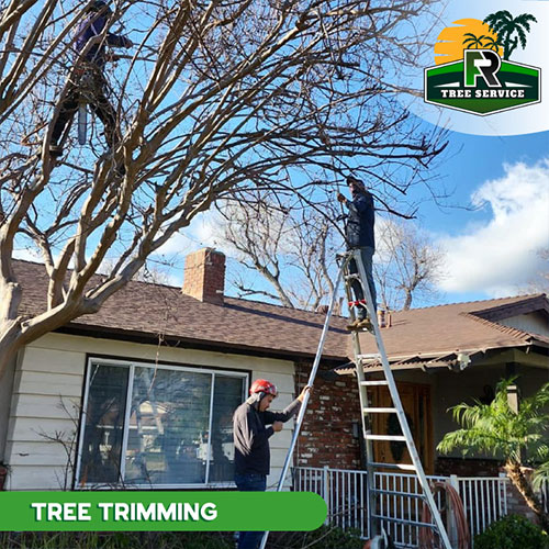 Tree Trimming